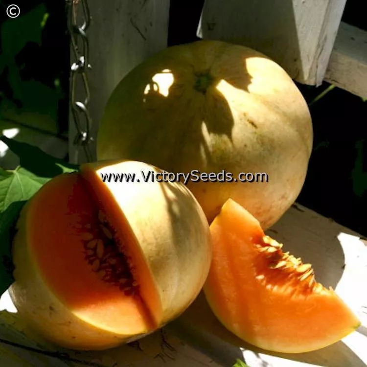 Charentais Cantaloupe