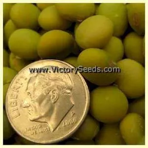 Lucky Lion Soybean