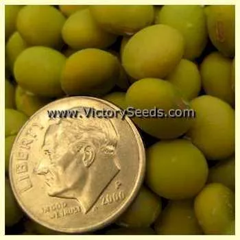 Lucky Lion Soybean