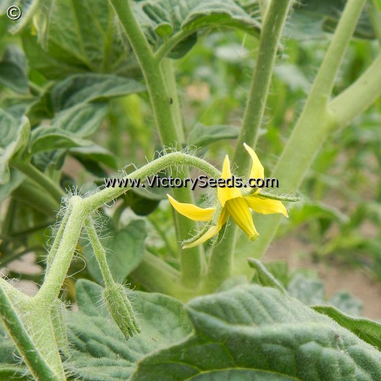Deaton's Dwarf Tomato