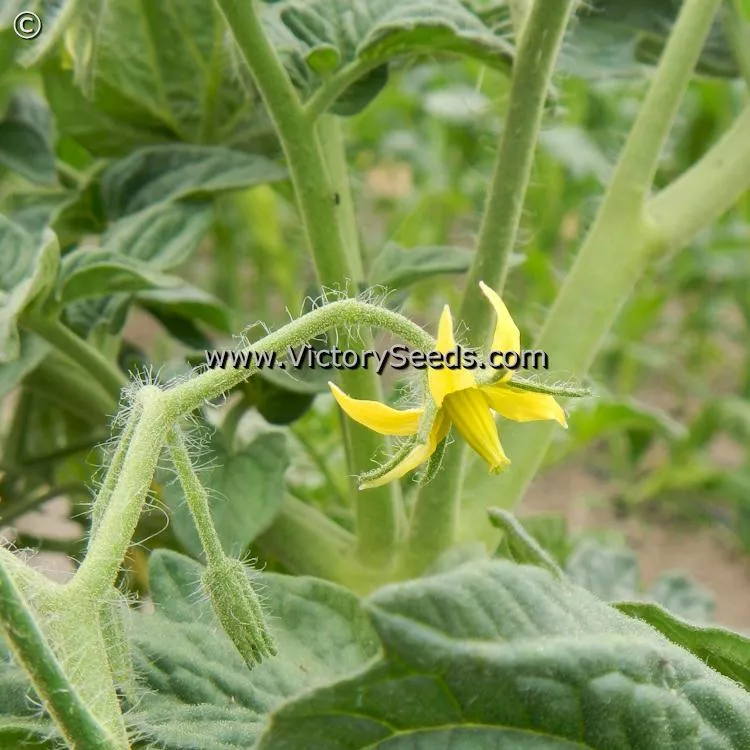 Deaton's Dwarf Tomato