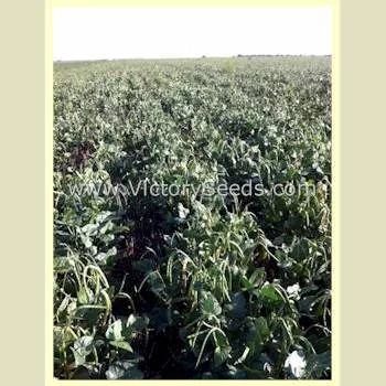 California Blackeye #5 Southern Pea