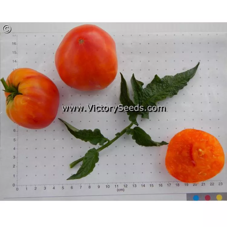 Dwarf Gloria's Treat Tomato