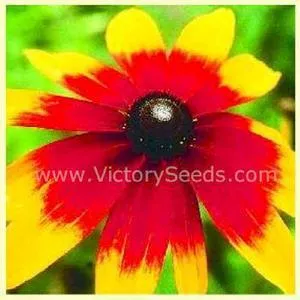 Daisy, Gloriosa