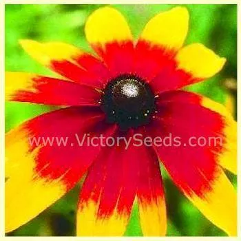 Daisy, Gloriosa