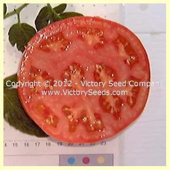 Burgess Mammoth Wonder Tomato
