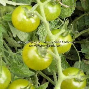 Green Doctors Tomato