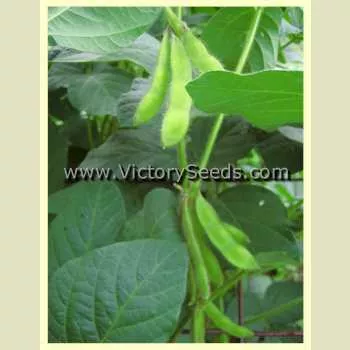 OAC Aries Soybean
