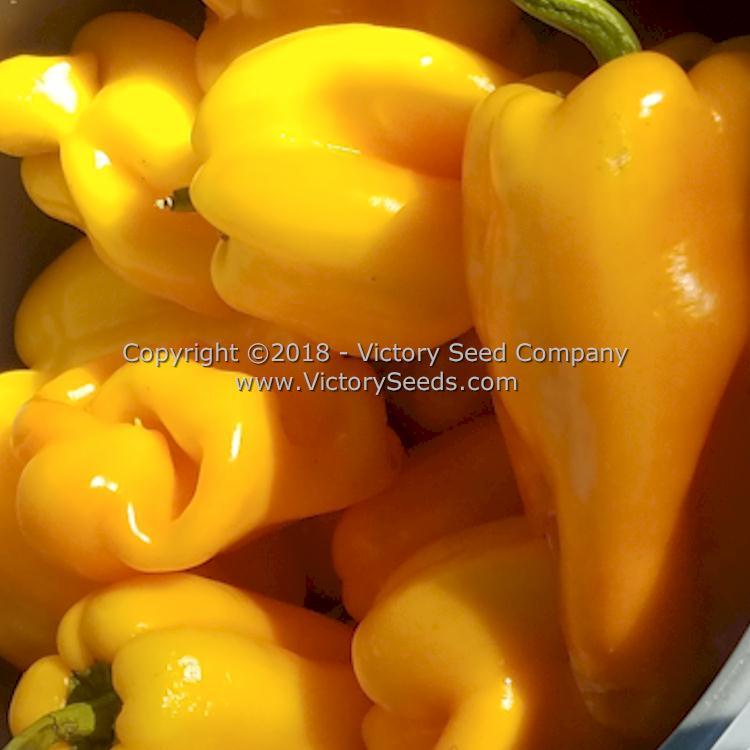 Zolostisty Pepper