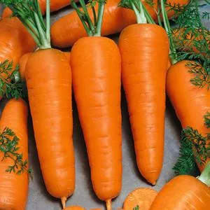 Royal Chantenay Carrot