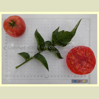 Willa's Cariboo Rose Tomato