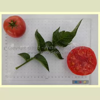 Willa's Cariboo Rose Tomato