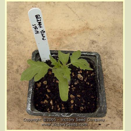 German Yellow Stripe Tomato