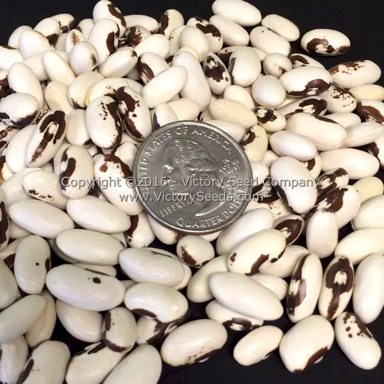 Golden Wax Improved (aka Topnotch) Bush Snap Garden Bean