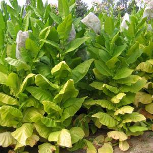 Shargo Tobacco