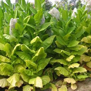 Shargo Tobacco
