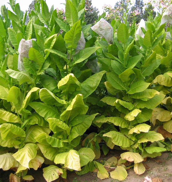 Shargo Tobacco