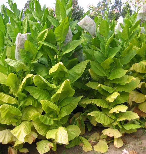 Shargo Tobacco