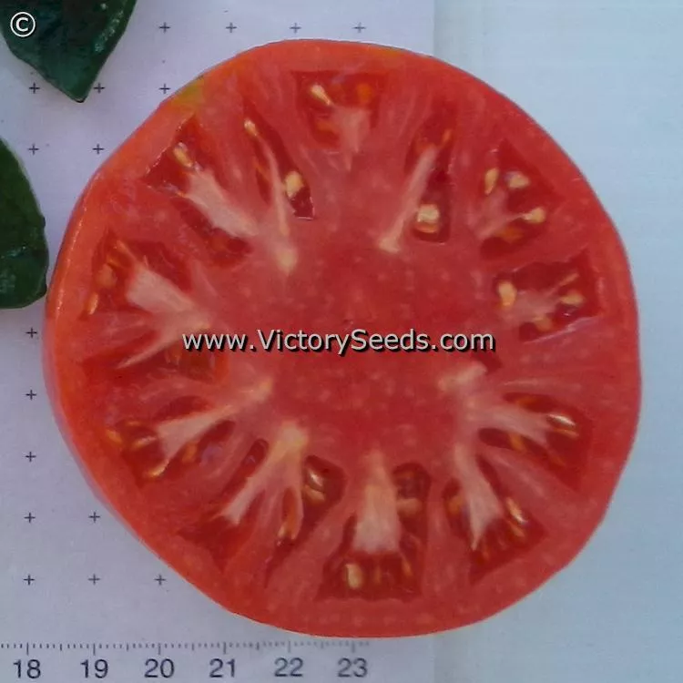 Caspian Pink Tomato