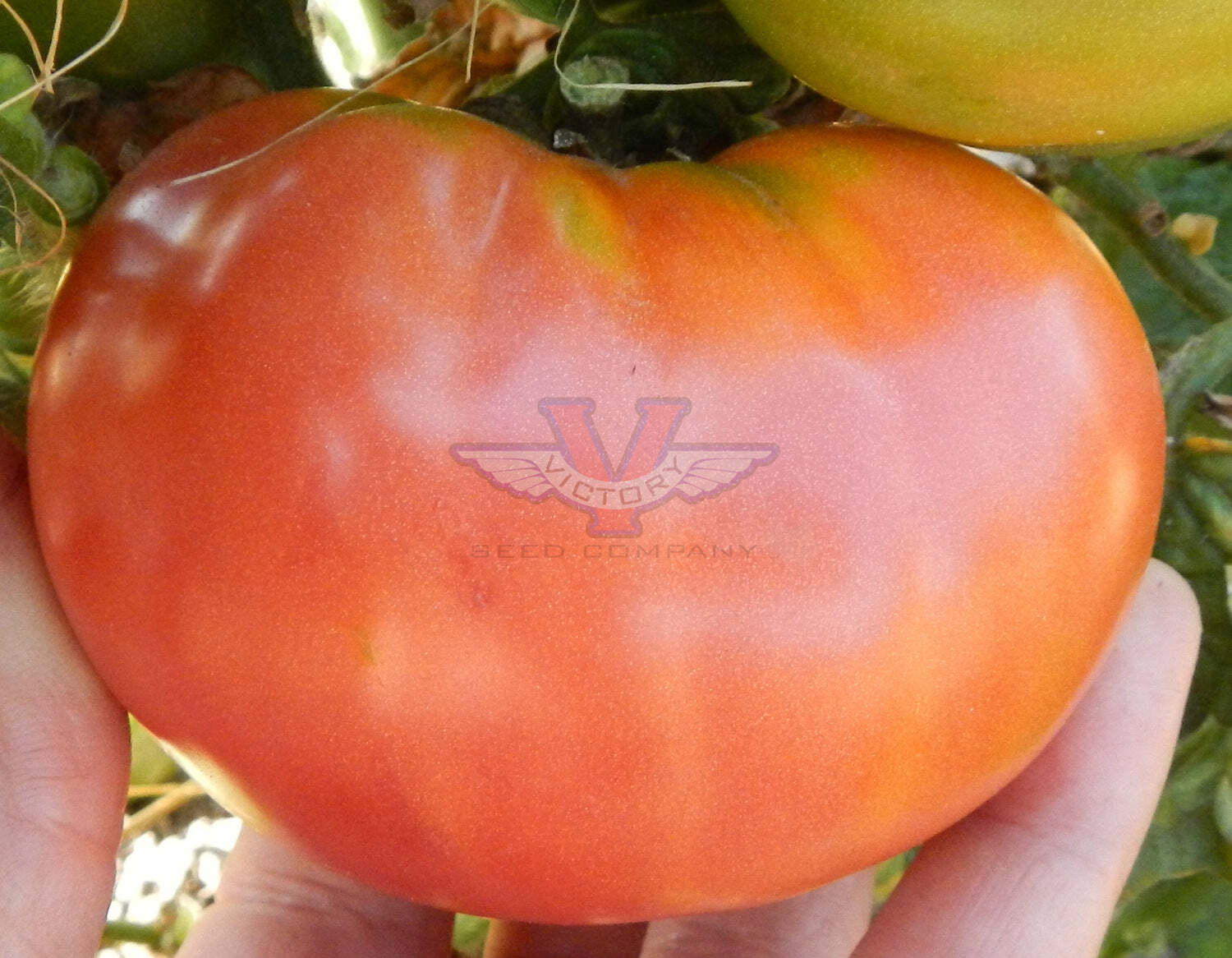 Dwarf Arctic Rose Tomato