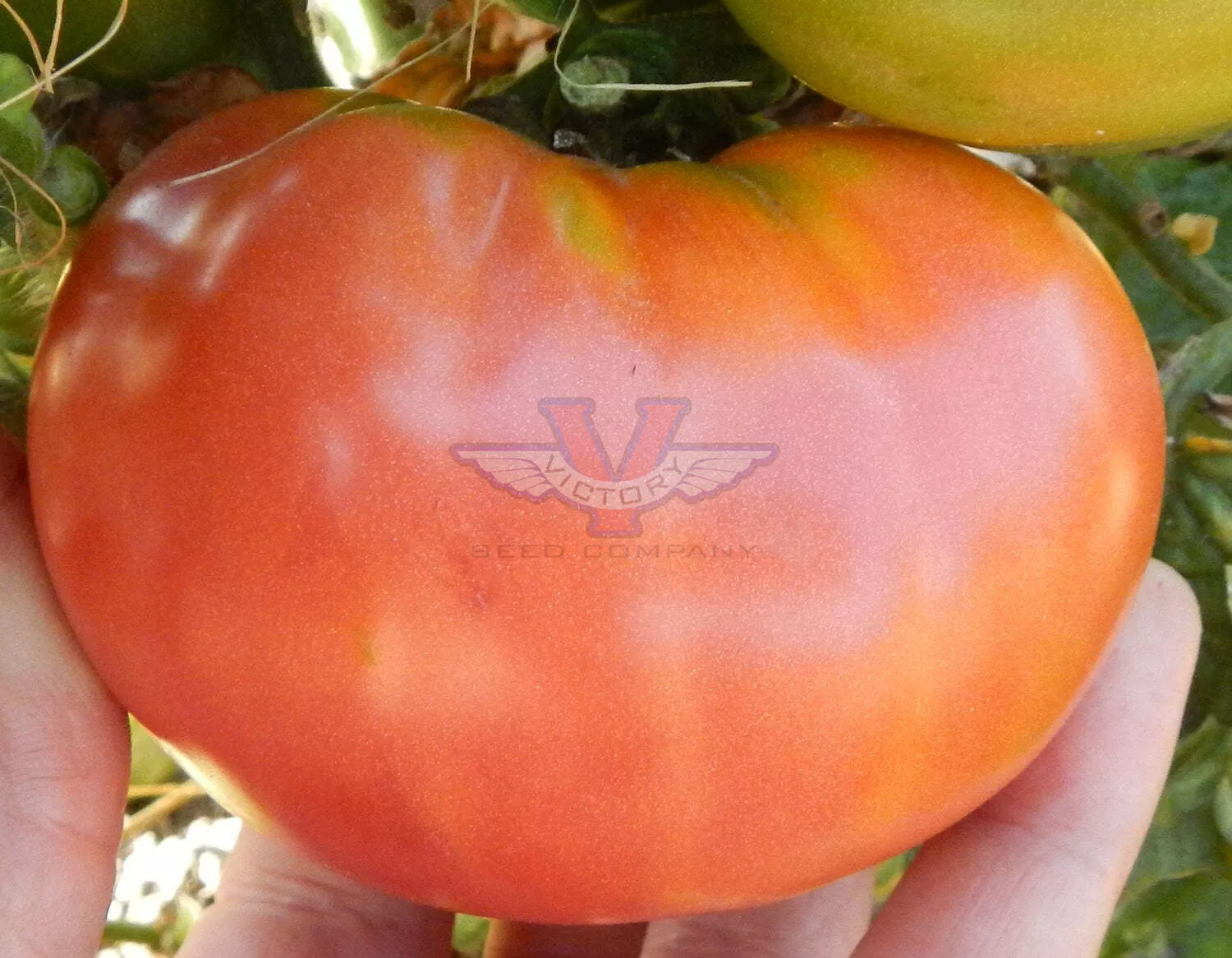Dwarf Arctic Rose Tomato