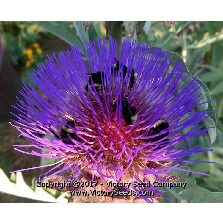 Tenderheart Cardoon
