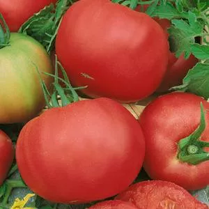 Marianna's Peace Tomato
