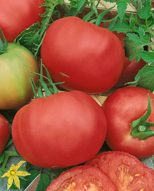 Marianna's Peace Tomato