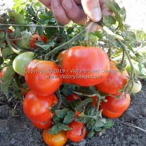 Puck Tomato