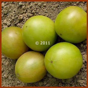 Dwarf Beryl Beauty Tomato