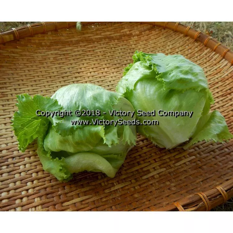 Great Lakes 659 Head Lettuce