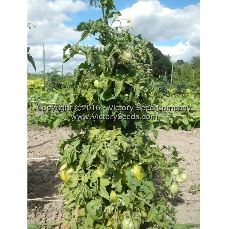 Loxton Lad Tomato