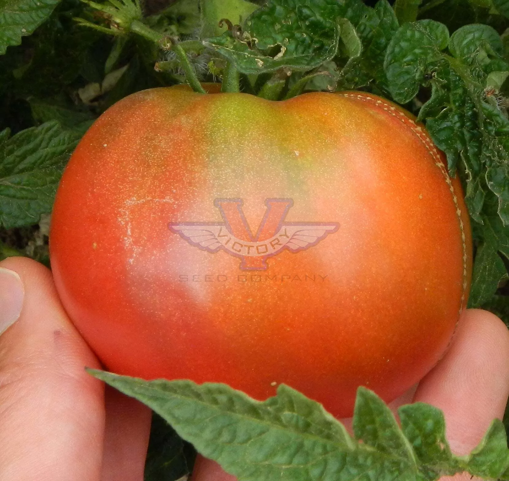 Boronia Tomato