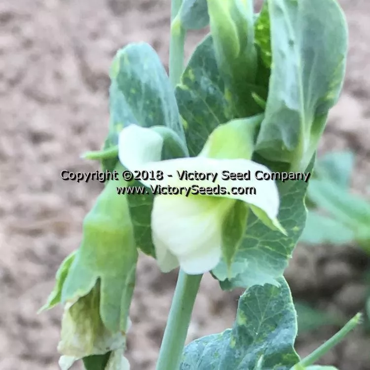 Early Frosty Garden Pea