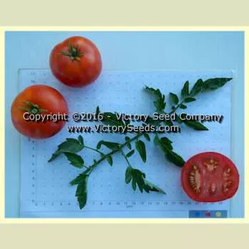 VR Earliest of All Tomato