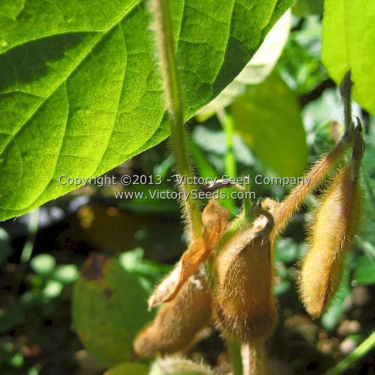 Hidatsa Soybean