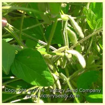 Midori Giant Soybean