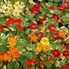 Nasturtium, 'Alaska Mix'