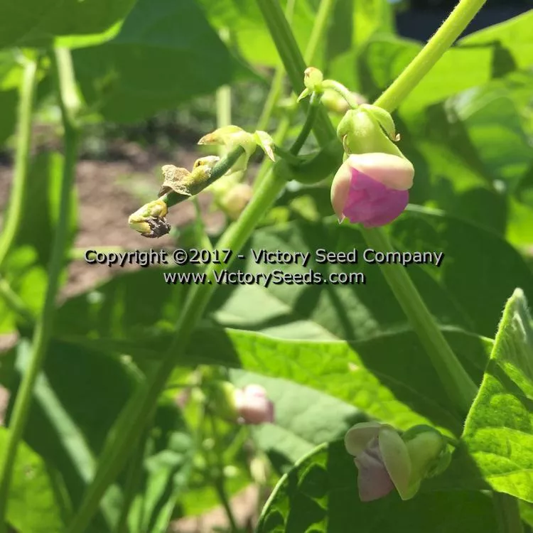 Improved Tendergreen Bush Green Garden Bean