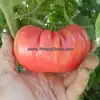 Rieger's Mortgage Lifter Tomato