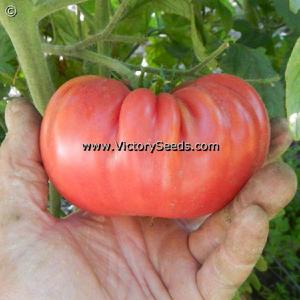 Rieger's Mortgage Lifter Tomato
