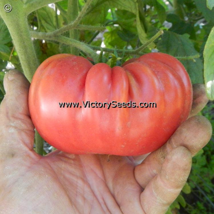 Rieger's Mortgage Lifter Tomato