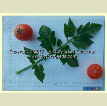 Maja Tomato