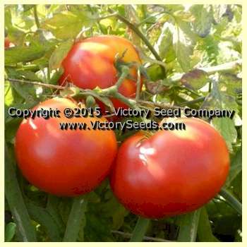 Cardinal Tomato