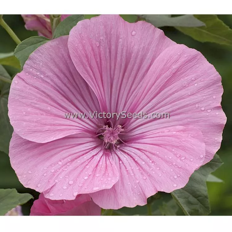 Tree Mallow