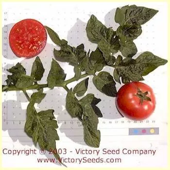 Dwarf Champion Improved Tomato