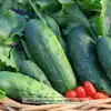 Marketmore 76 Cucumber