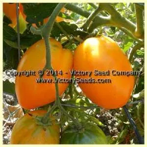 Zolotoe Serdtse Tomato