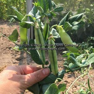 Badger Garden Pea