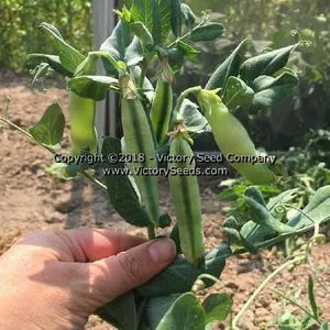 Badger Garden Pea